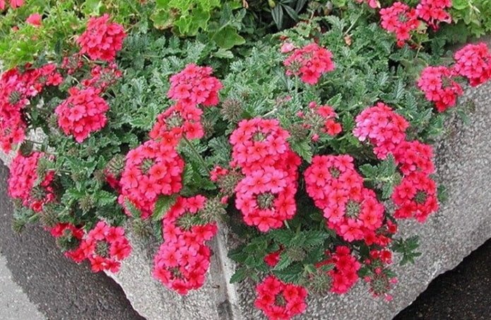 Verbena