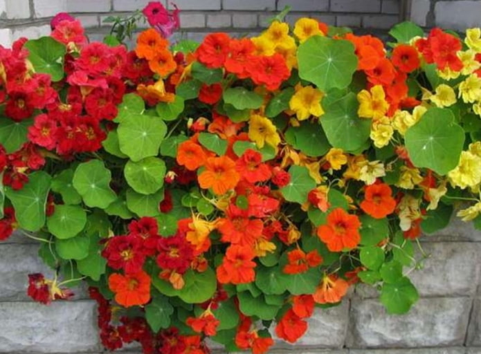 Nasturtium