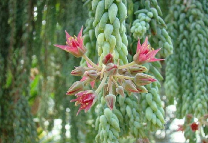Sedum