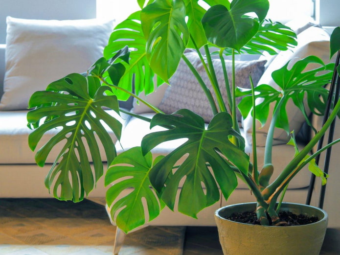 Monstera в саксия