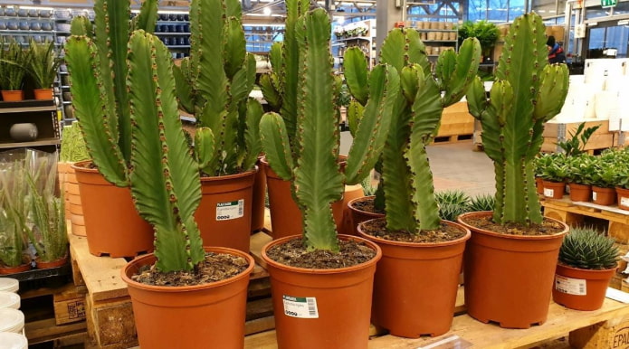Euphorbia в саксии в разсадник