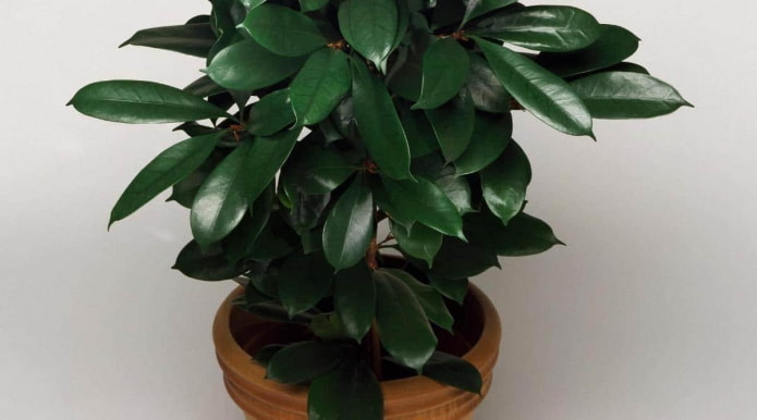 Наситено зелени листа на растението Ficus cyatistipula