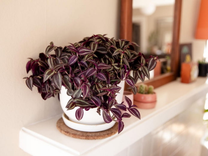 Плътна Tradescantia Zebrina