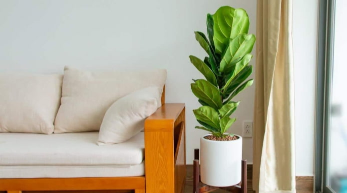 Ficus lyrata в бяла саксия