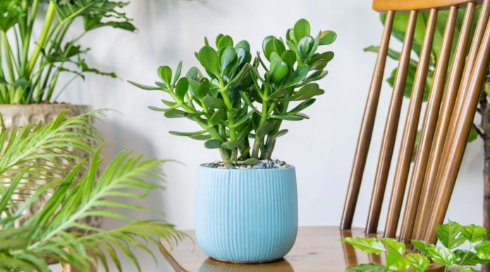 Crassula ovata на масата