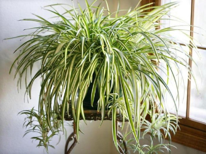 Chlorophytum в интериора