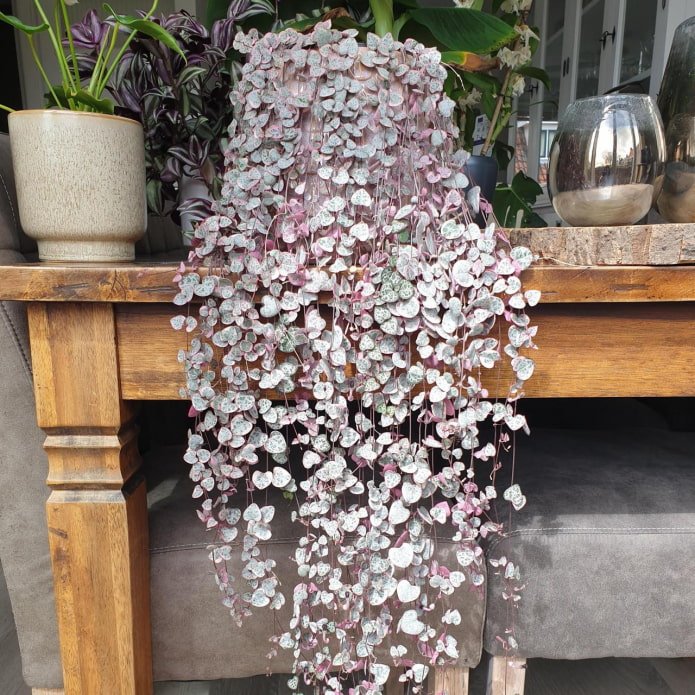 Възрастно растение от Ceropegia woodii