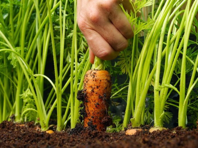 Carrot