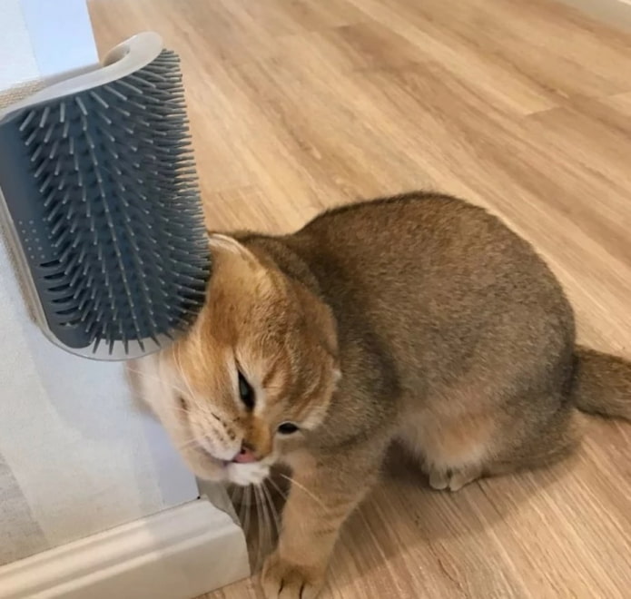 котешки гребен
