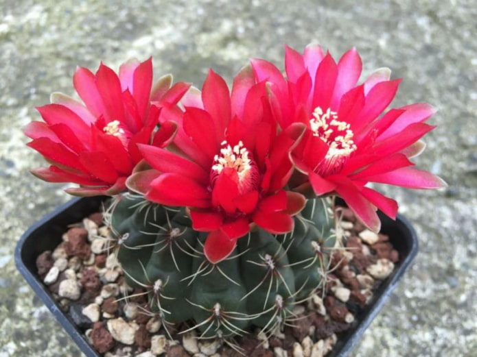 Gymnocalycium baldii
