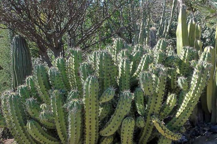 Candelabra Cactus