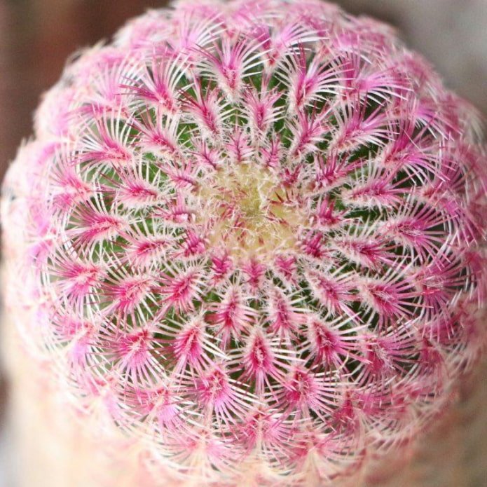 Echinocereus sternica