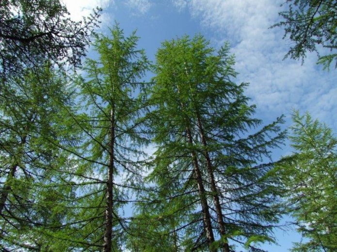Larch