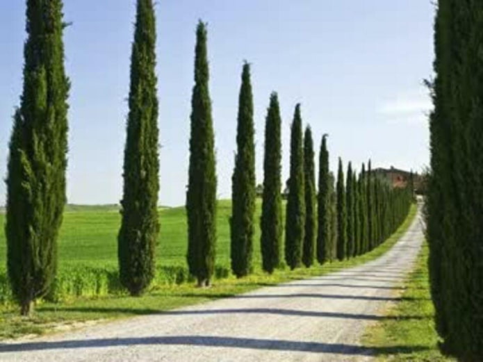 Cypress