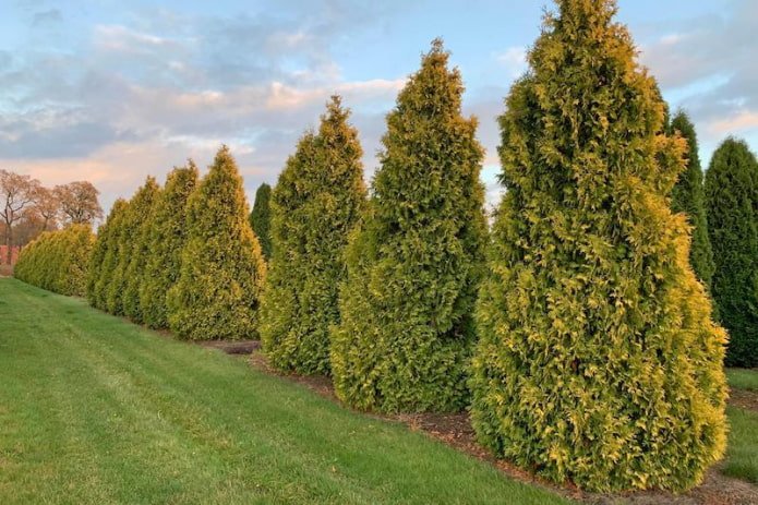 Thuja
