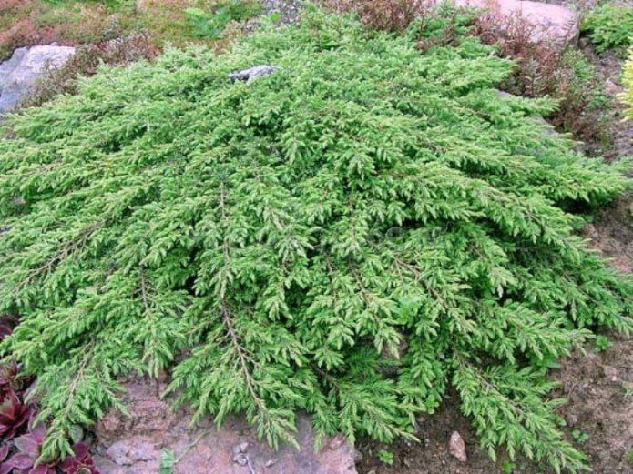 Juniper Green Carpet