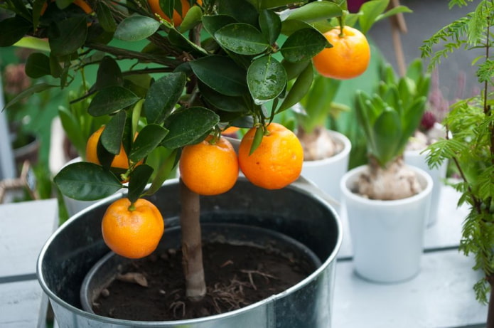 orange