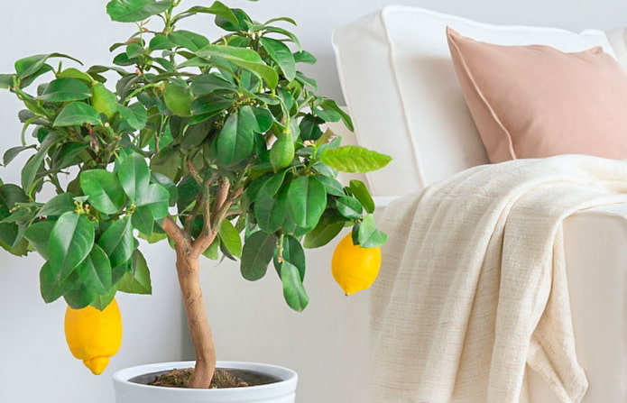 lemon