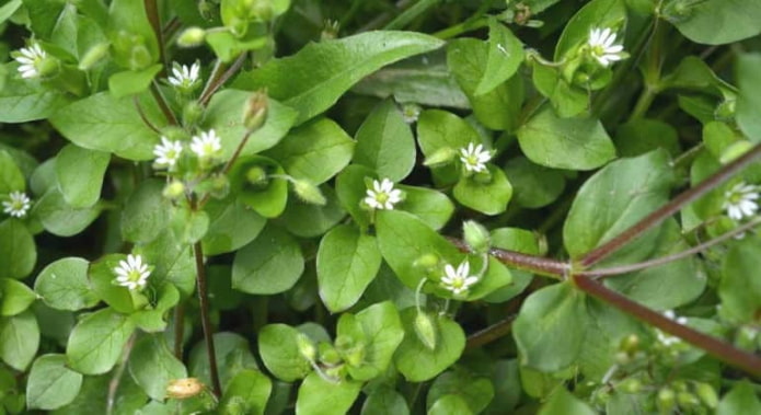 stellaria