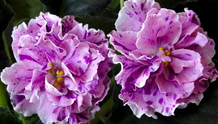 Violet Isadora