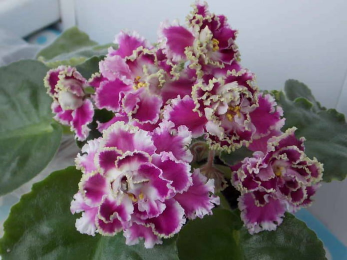Ice Rose Violet