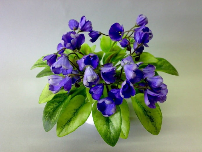 Violet Avatar