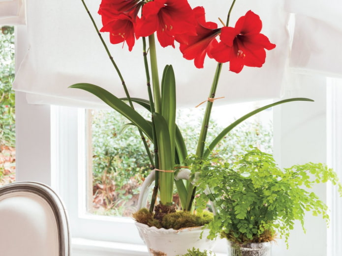 hippeastrum на перваза на прозореца