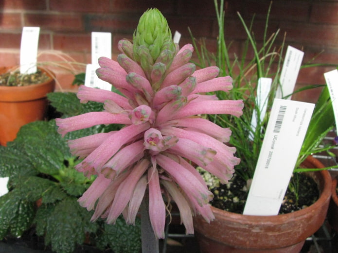 как да отглеждате veltheimia
