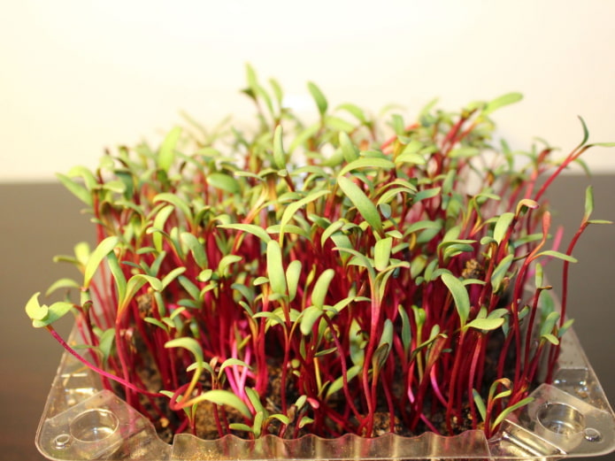 beet microgreens