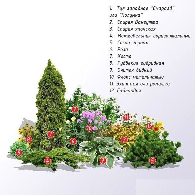 композиция от иглолистни растения