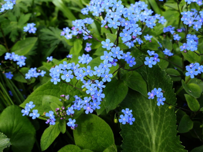 Forget-me-not