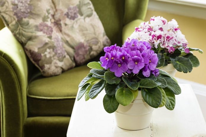 Uzambara violets