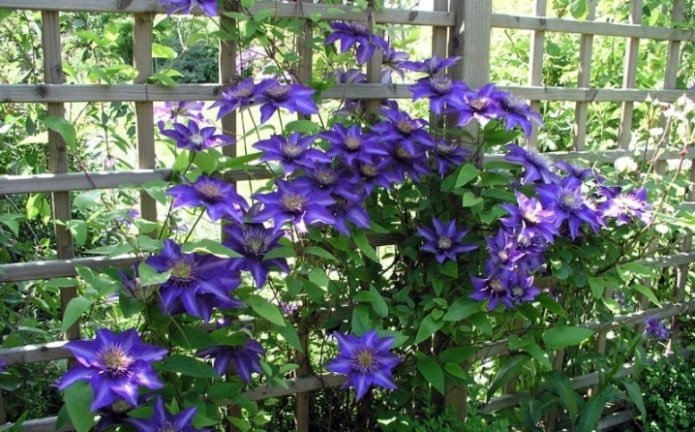 Clematis