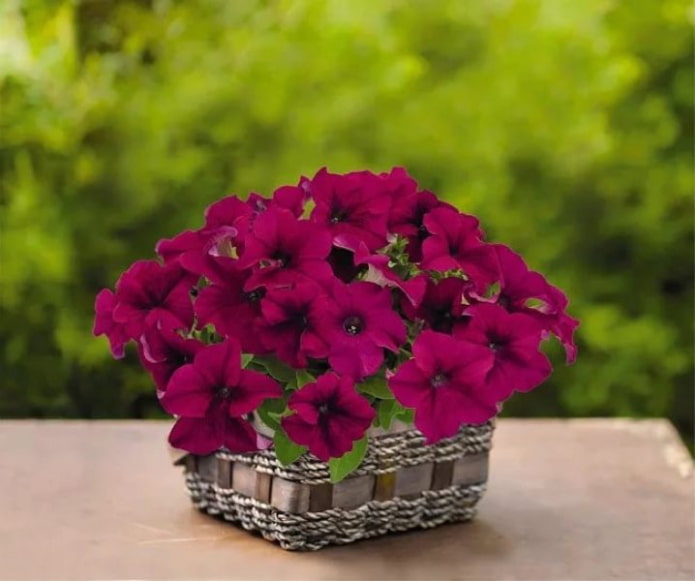 Petunia Success!HD