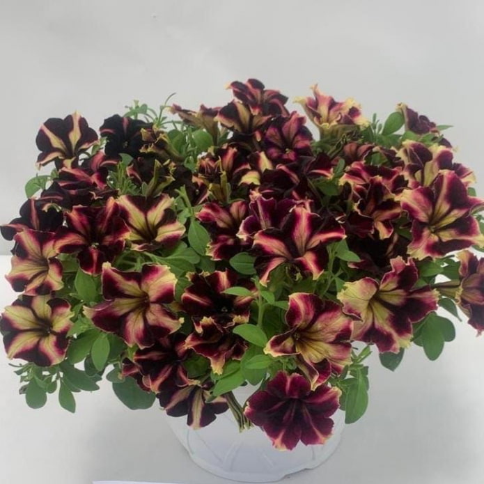 petunia Gioconda Burgundy Yellow