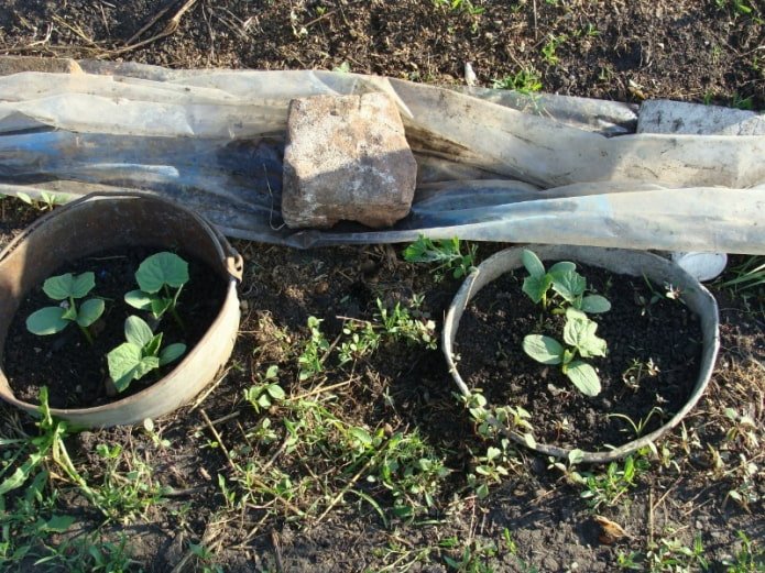 защита на разсада от плевели със стари кофи