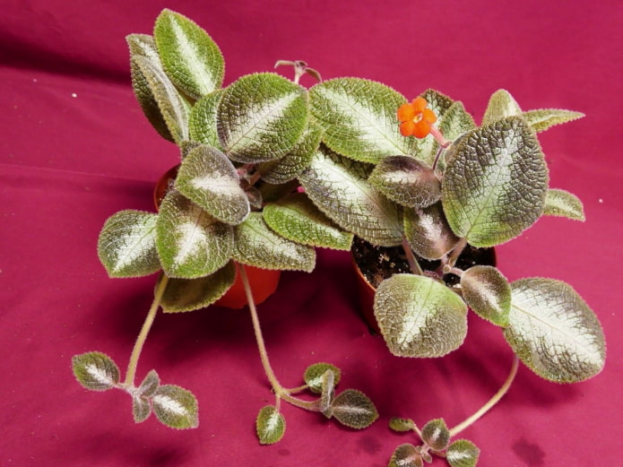 episcia blooming