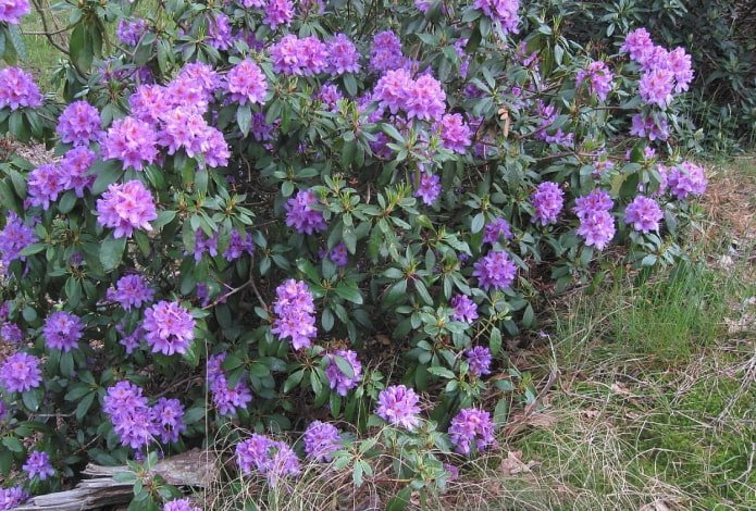 Rhododendron Ponticus