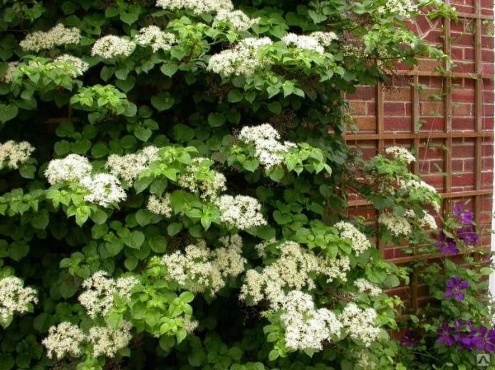 Hydrangea petiolate