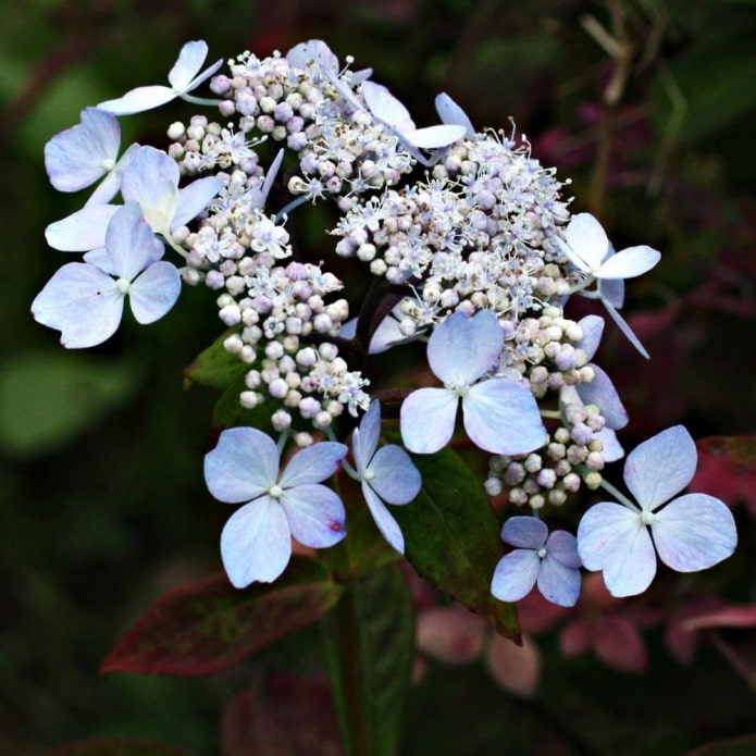 hortenzije
