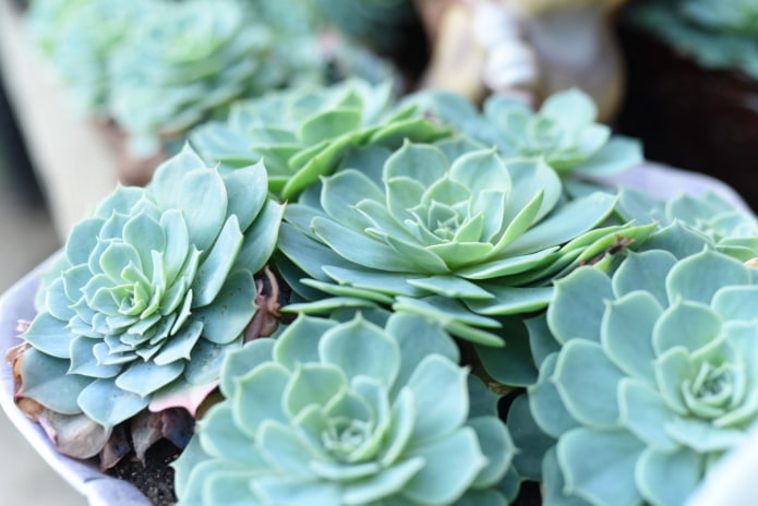 echeveria в саксия