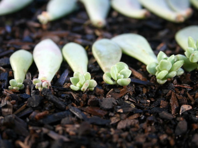 Размножаване на Echeveria