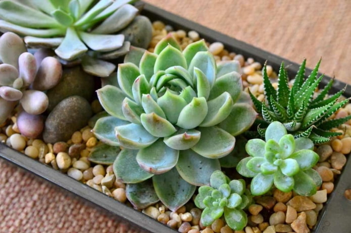 подреждане на echeveria