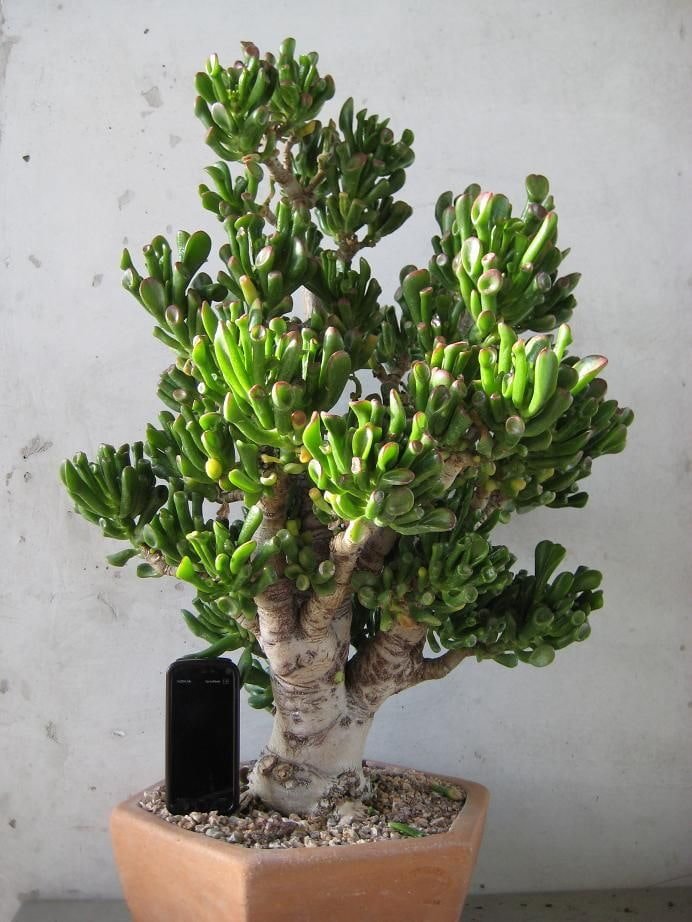 възрастен crassula hobbit
