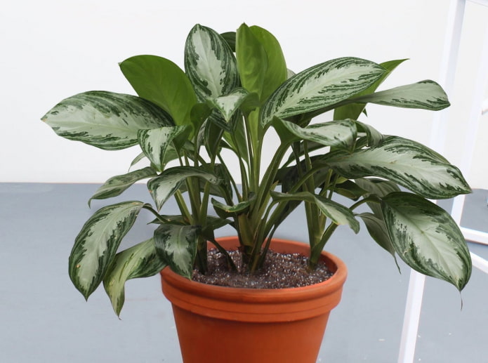 Aglaonema