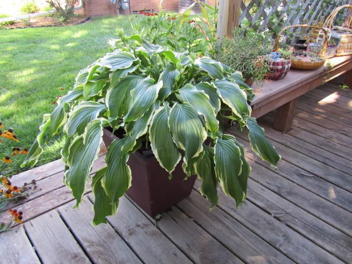 hosta в саксия на открито
