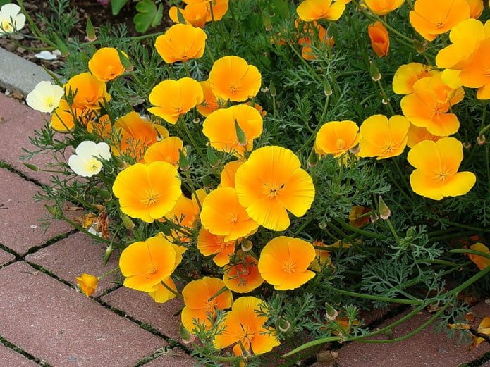 Eschscholzia