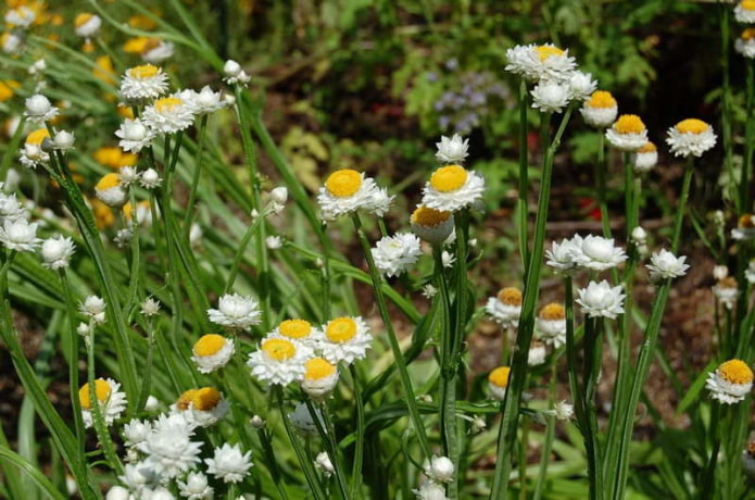 Ammobium winged