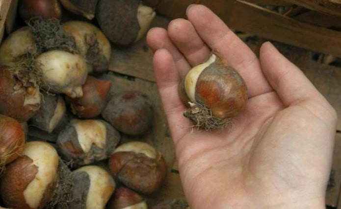 хороша цибулина тюльпана