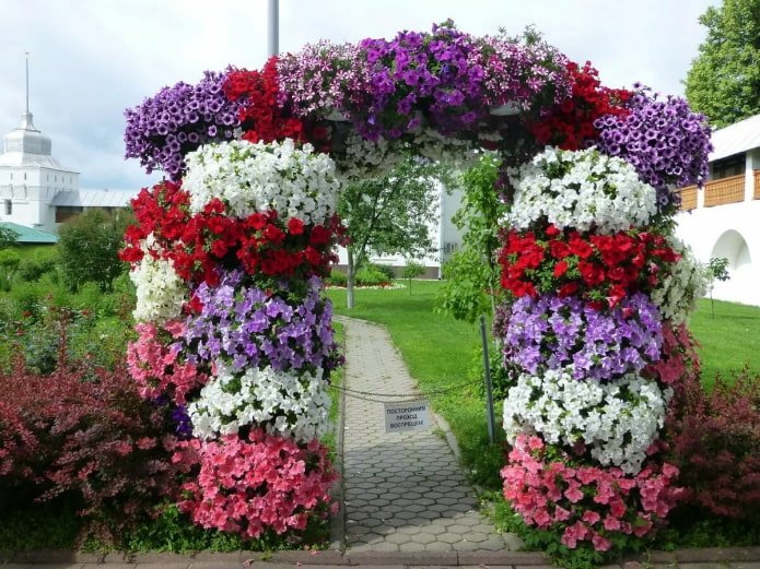 Арка на петуния